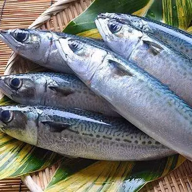 Fresh Atlantic Mackerel Frozen Mackerel Fish Higher Quality Factory Prices Wholesale Seafood