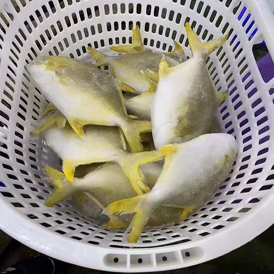 Hot Sale Fresh Farm Fish Export Seafood Frozen Sliver Pomfret