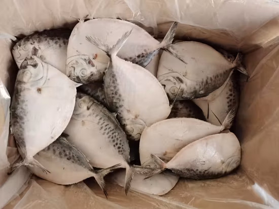 New Coming Moon Fish Fresh Catch Seafood Price Frozen Moonfish