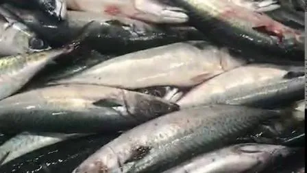 Frozen Hgt Mackerel Fish 200