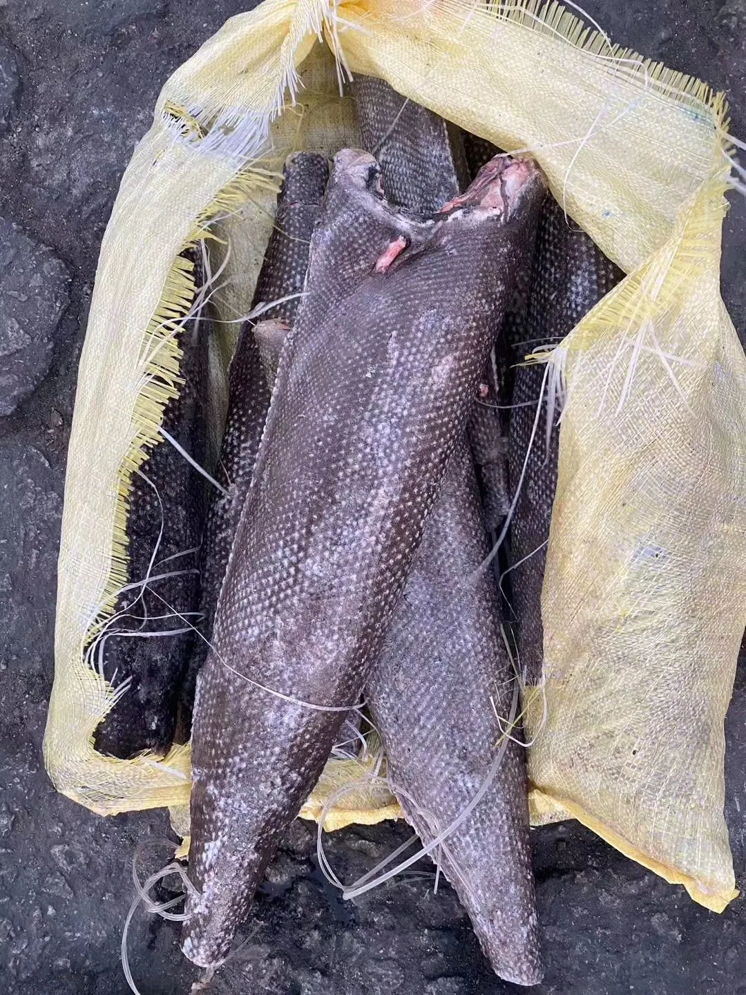 Oilfish Hgt Frozen Oil Fish